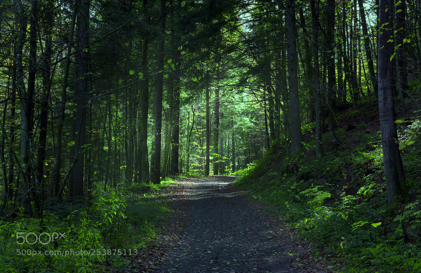 Nikon D610 sample photo. Forest path photography