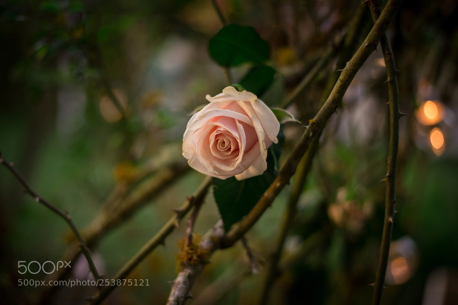 Nikon D610 sample photo. Roses photography