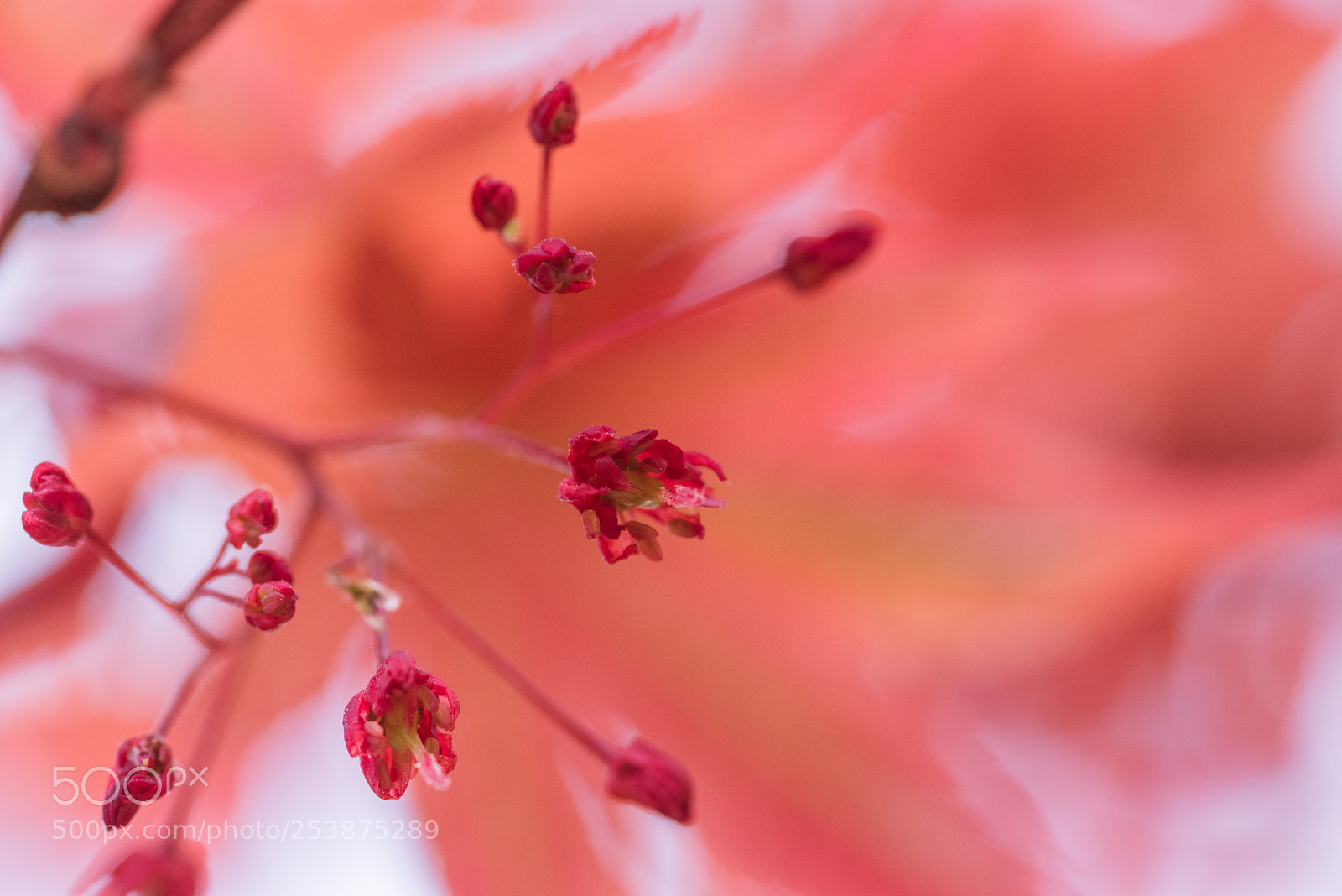 Pentax K-1 sample photo. Japanese maple flowers photography