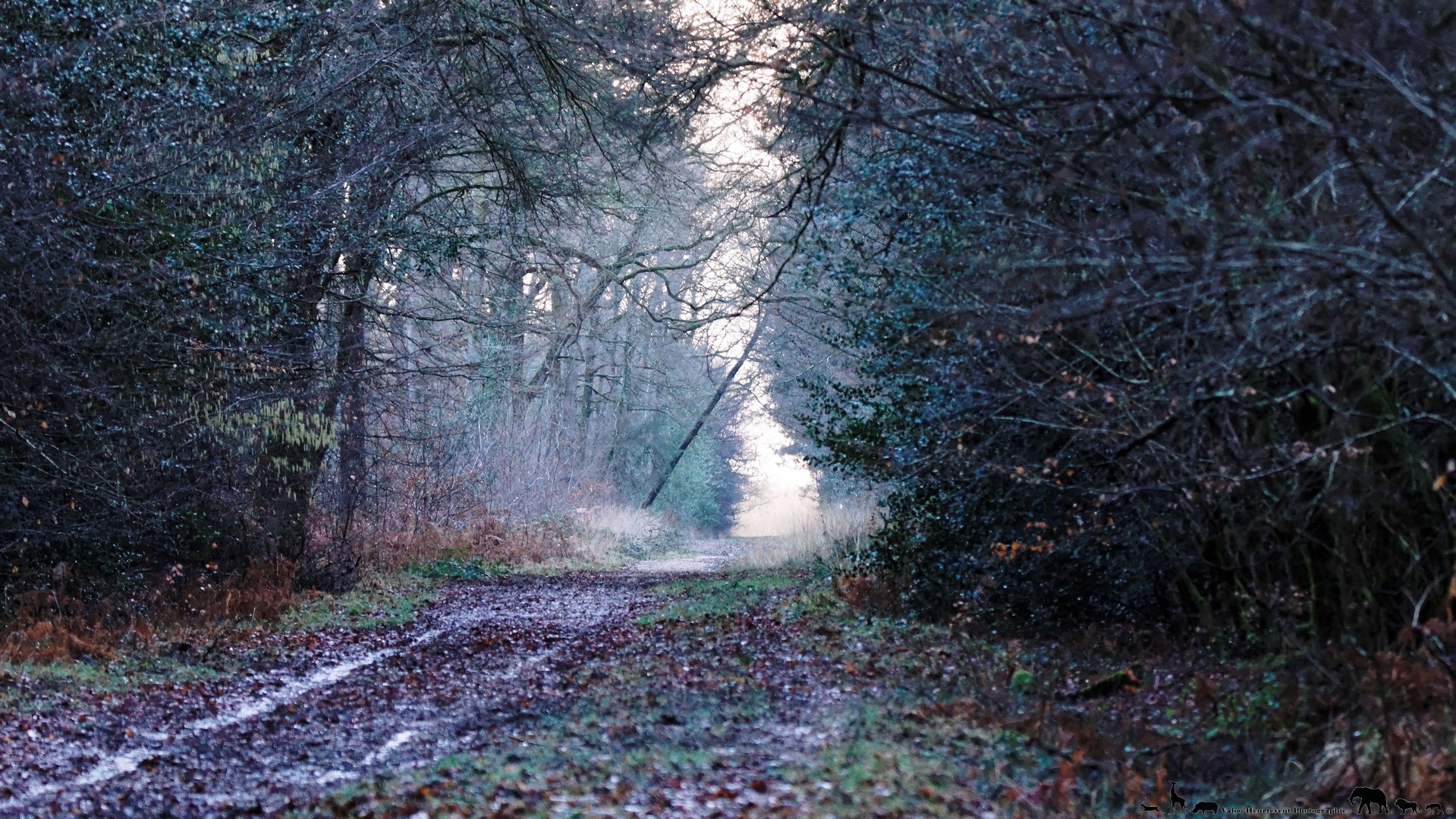 Sony SLT-A65 (SLT-A65V) sample photo. Forest photography