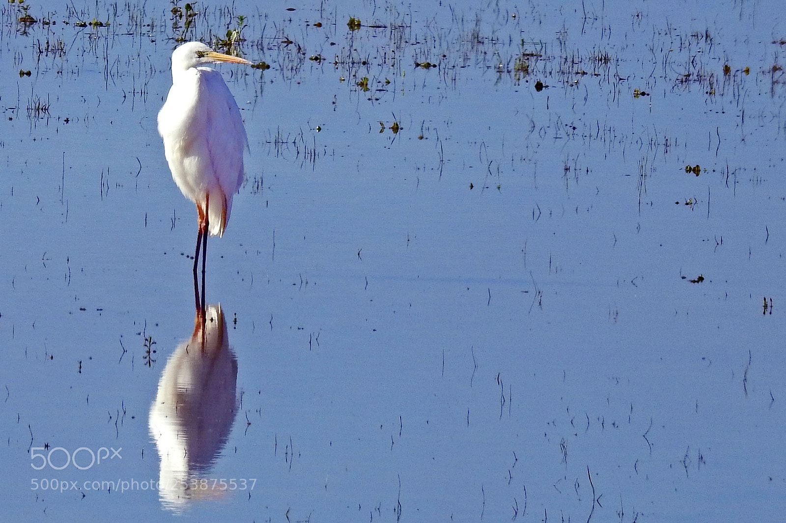 Nikon Coolpix P900 sample photo. Great white egret photography