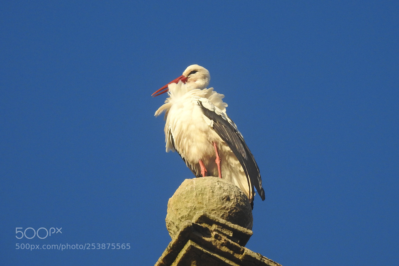 Nikon Coolpix P900 sample photo. White stork photography