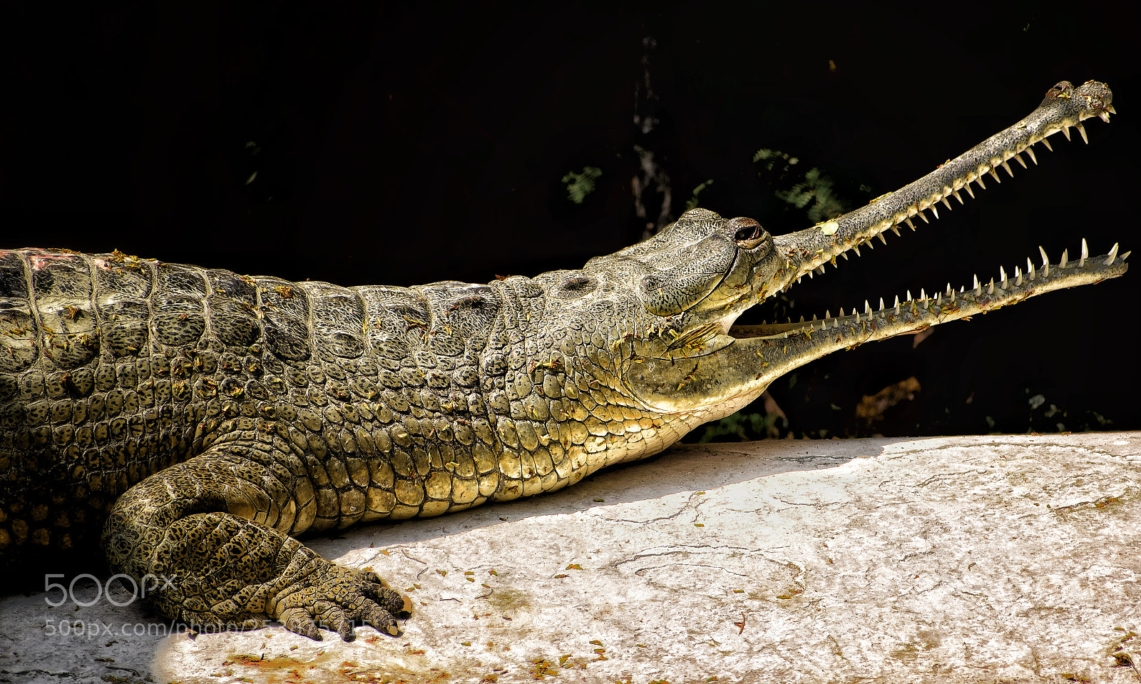 Nikon D5300 sample photo. Reptiles ! photography