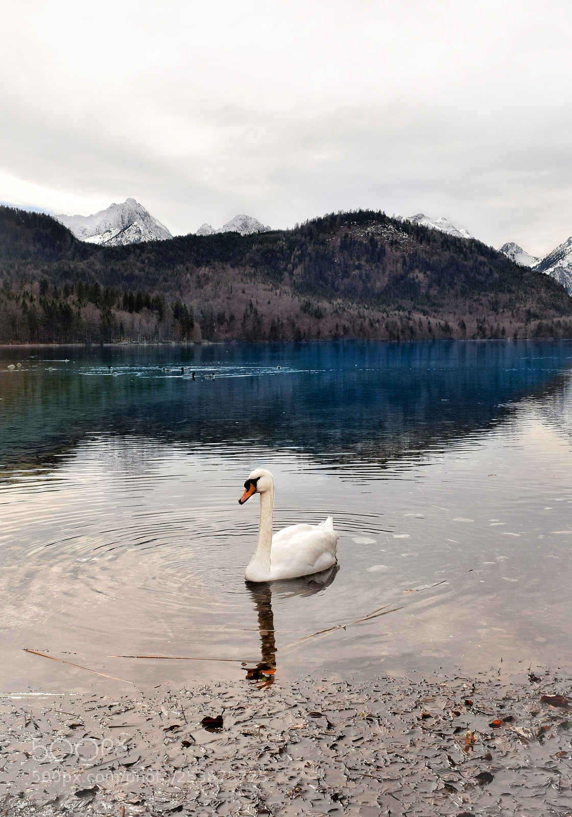 Nikon D3300 sample photo. Swan lake photography