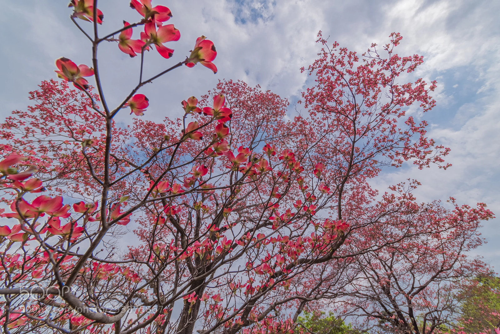 Pentax K-1 sample photo. Dogwood photography