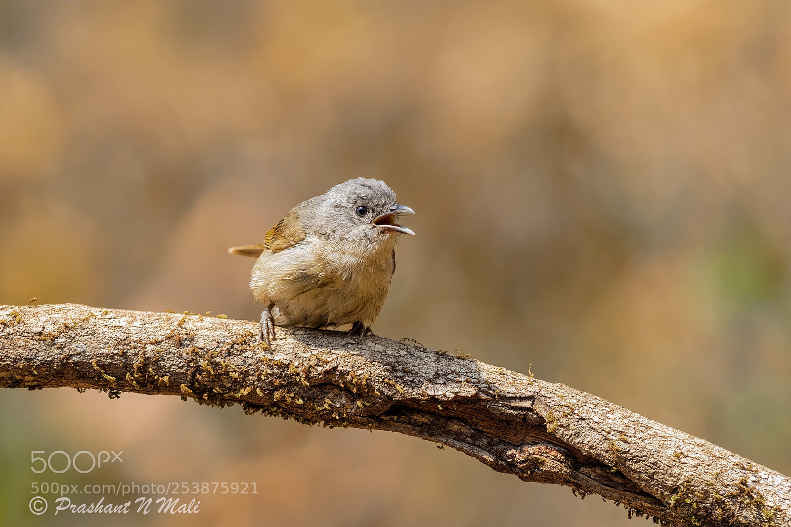 Canon EOS 5D Mark IV sample photo. Brown-cheeked fulvetta photography