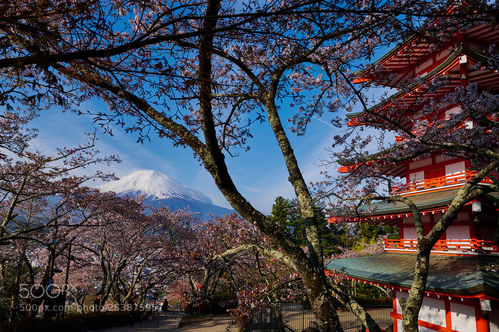 Nikon D850 sample photo. Spring too late photography