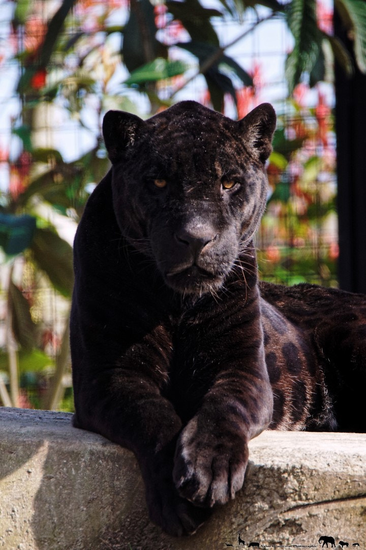 Sony SLT-A68 sample photo. Aramis the big jaguar photography