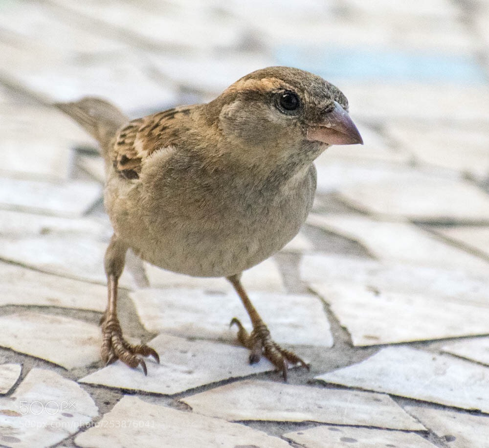 Nikon D5300 sample photo. Birdie!!!! photography