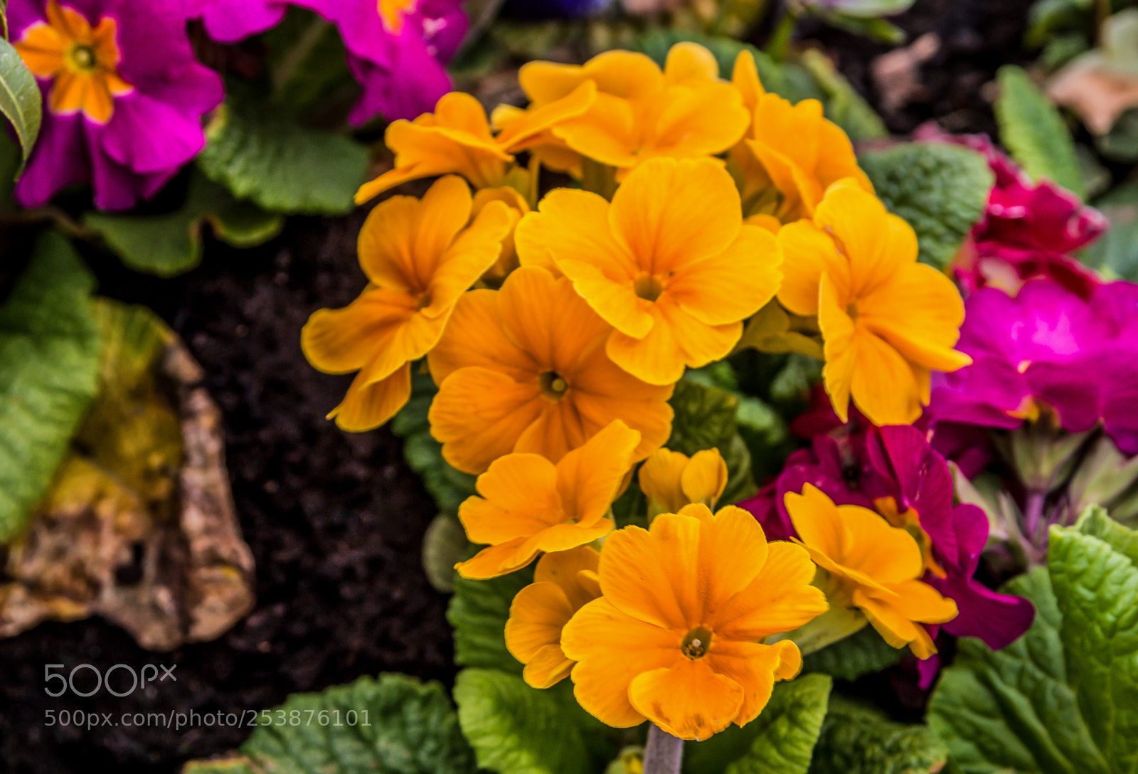 Canon EOS 70D sample photo. Garden flowers photography