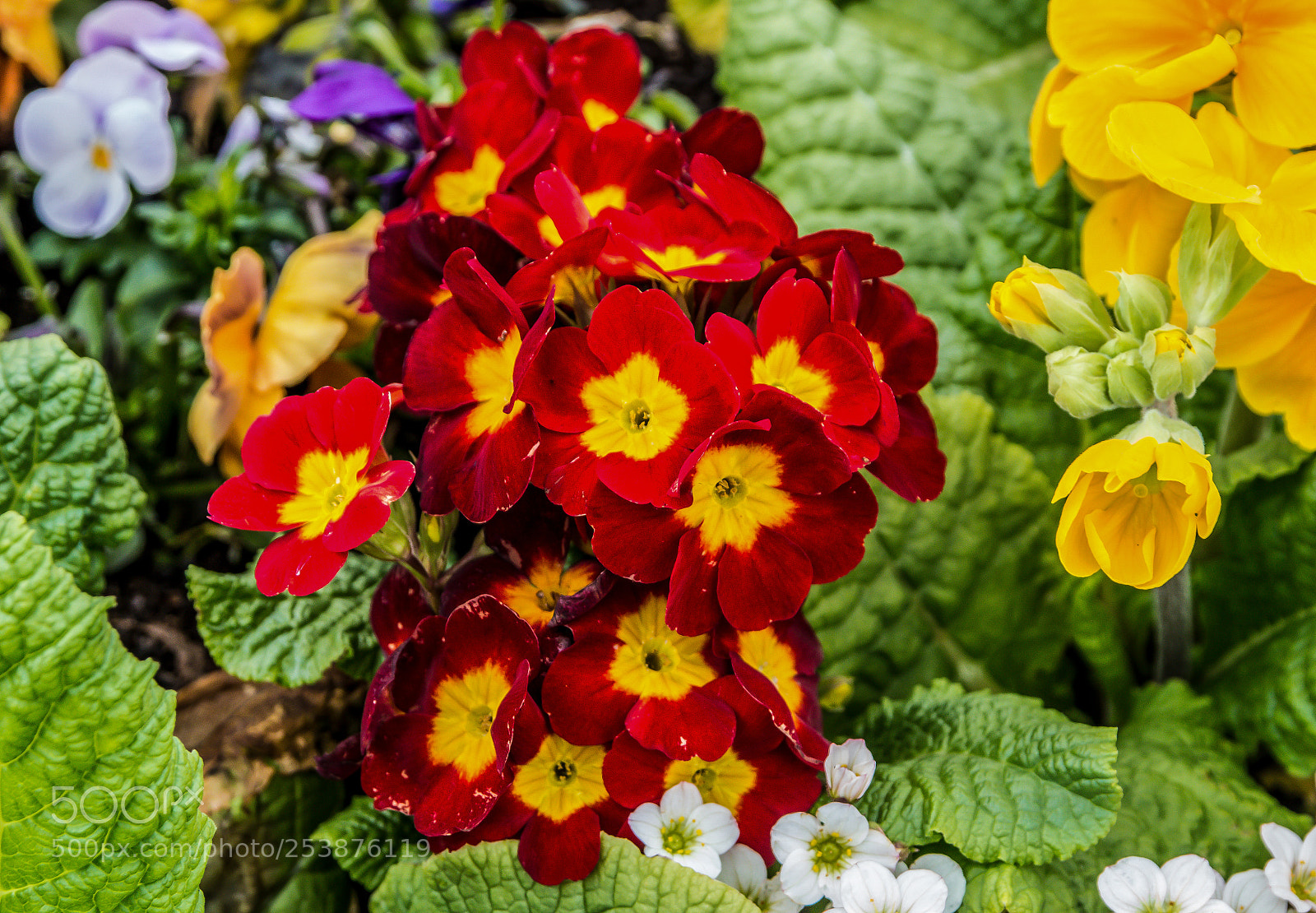 Canon EOS 70D sample photo. Vivid red and yellow photography