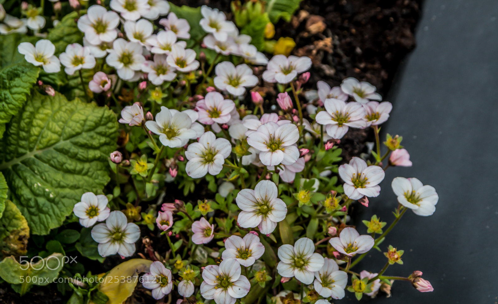Canon EOS 70D sample photo. White and pink flowers photography