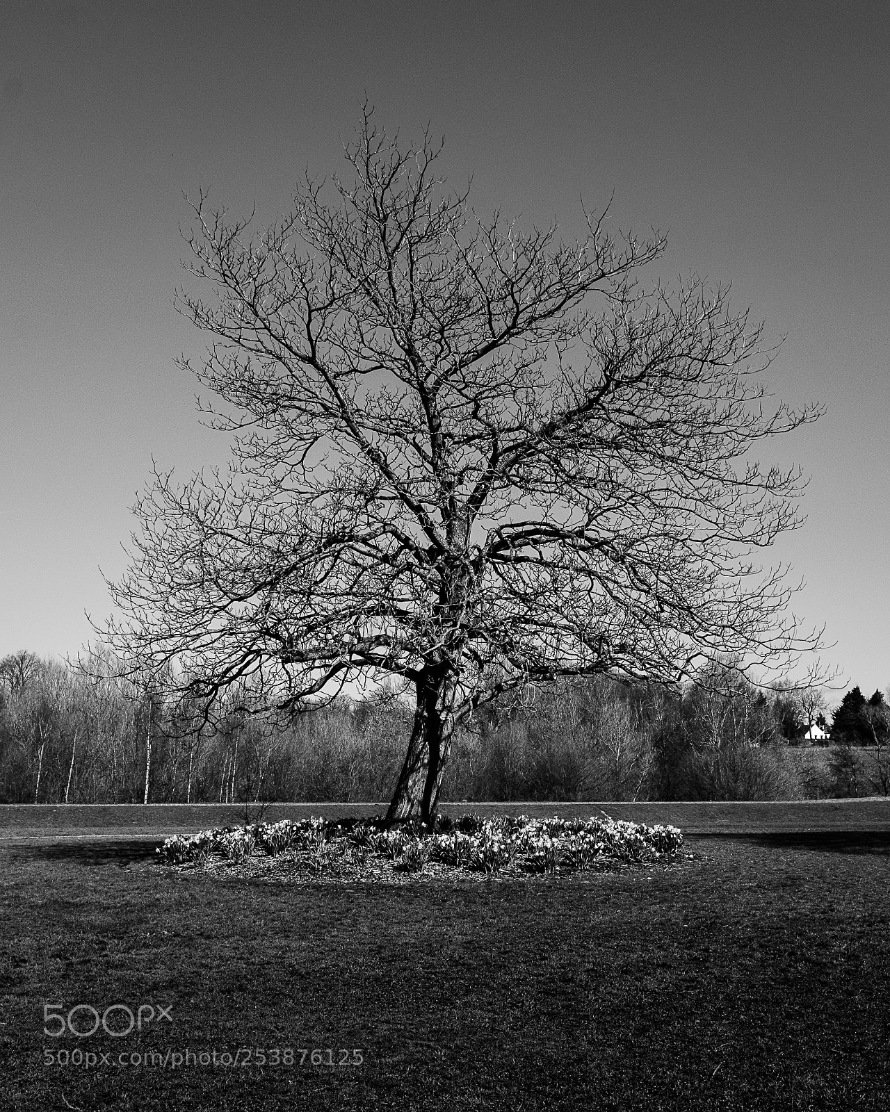 Nikon D3300 sample photo. Shawshank tree photography
