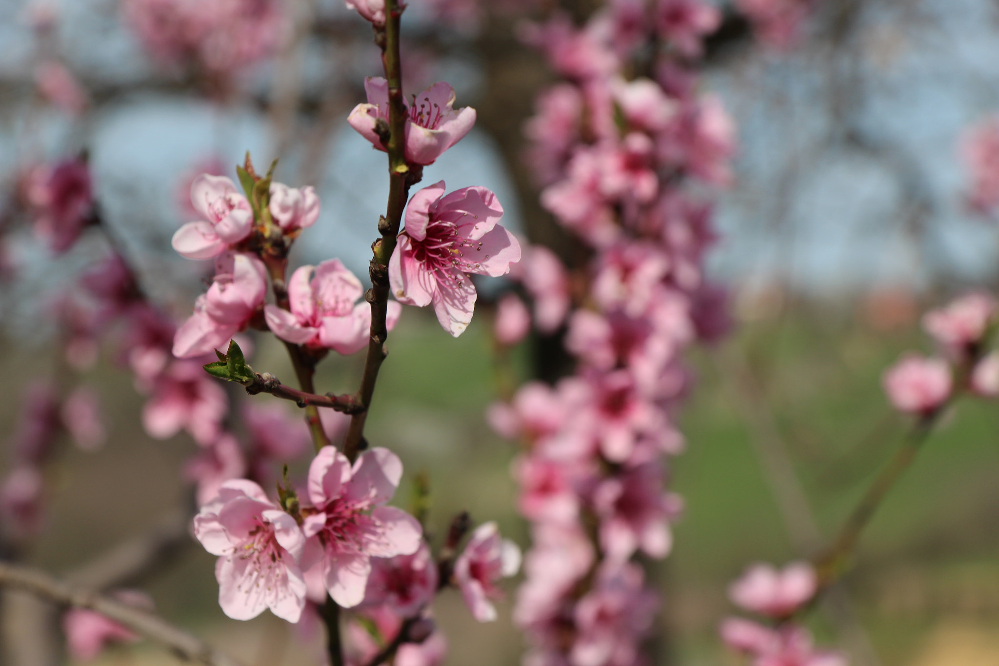 Canon EOS 650D (EOS Rebel T4i / EOS Kiss X6i) sample photo. Peach flower photography