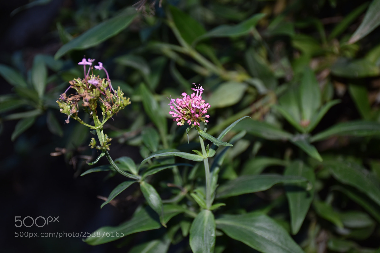 Nikon D7200 sample photo. Beauty in nature photography