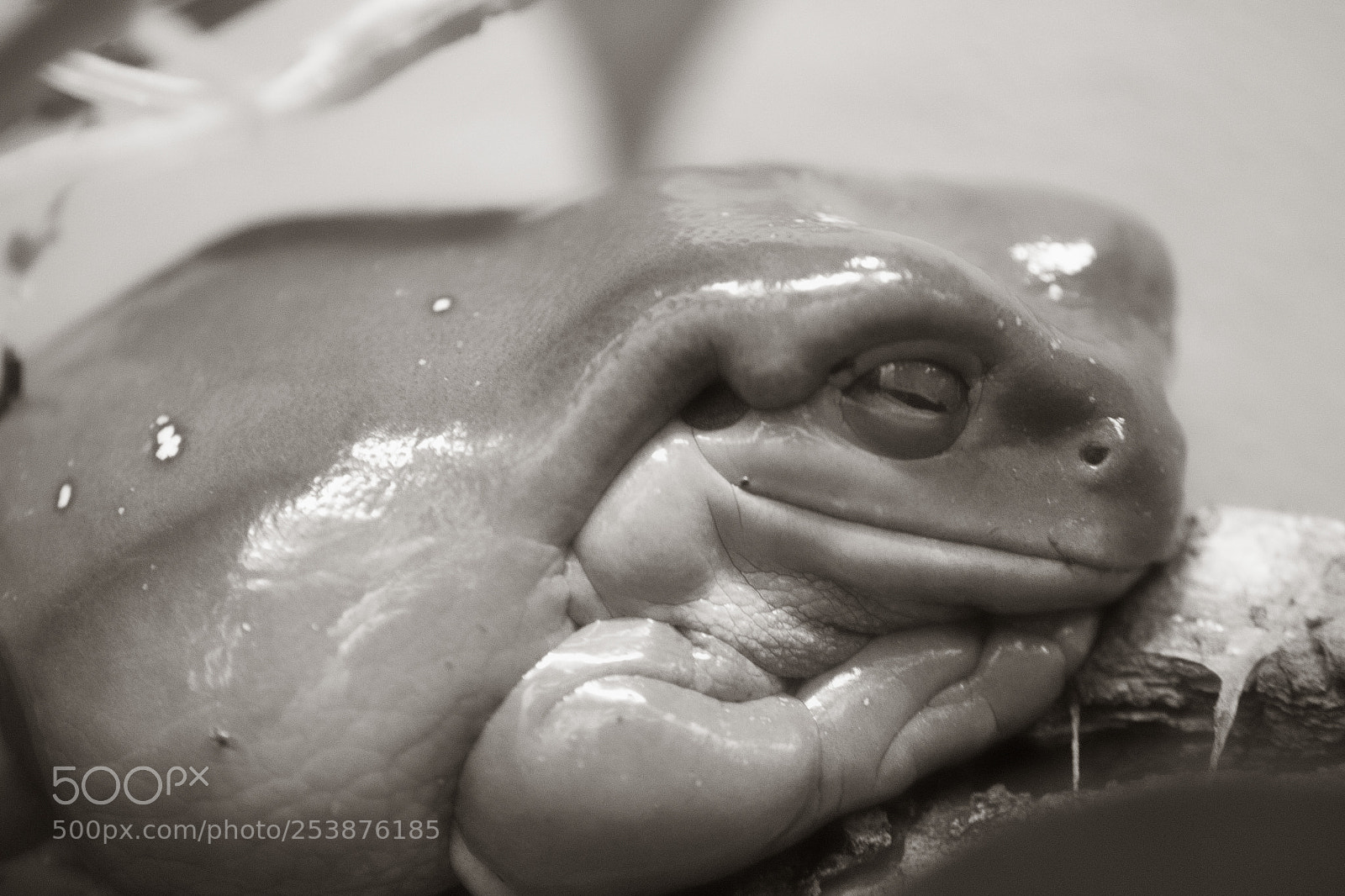 Canon EOS 1300D (EOS Rebel T6 / EOS Kiss X80) sample photo. Smiling frog photography