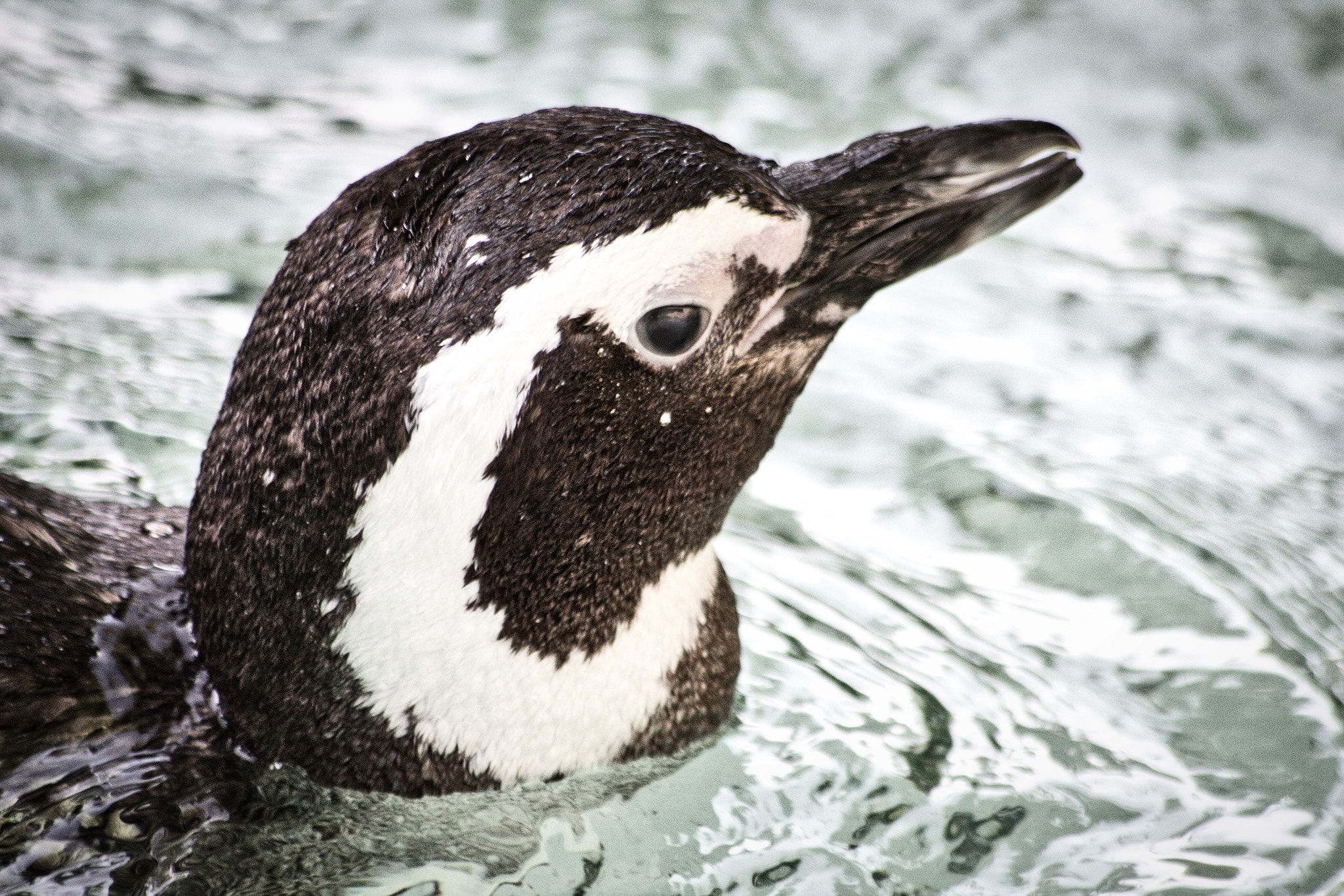 Canon EOS 1300D (EOS Rebel T6 / EOS Kiss X80) sample photo. Auftauchender pinguin photography