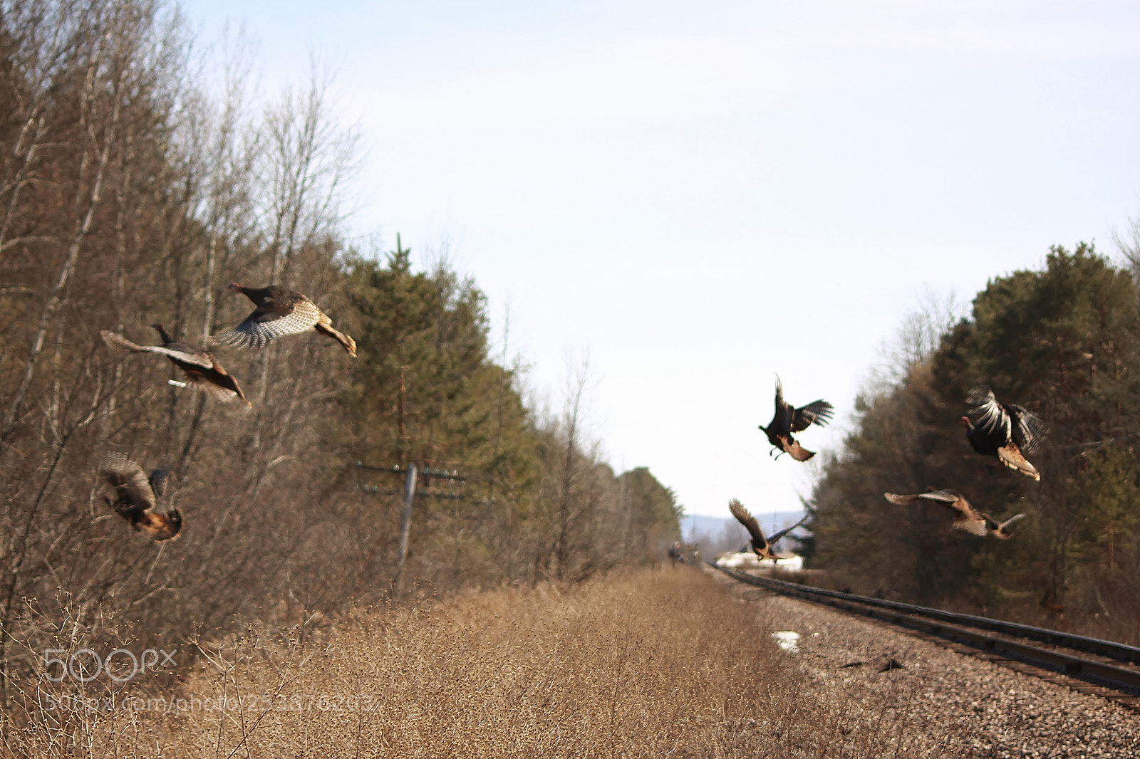 Canon EOS 50D sample photo. Wild turkeys in flight photography