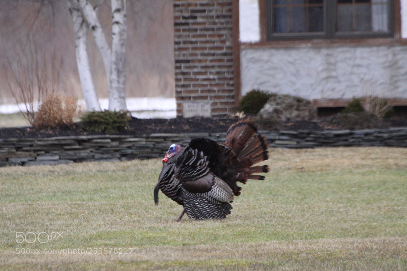 Canon EOS 50D sample photo. Wild turkey in front photography