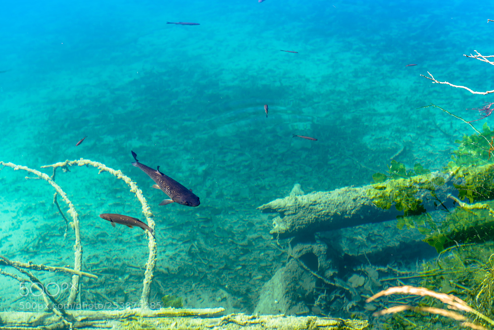 Nikon D810 sample photo. Catfish in clear plitvice photography