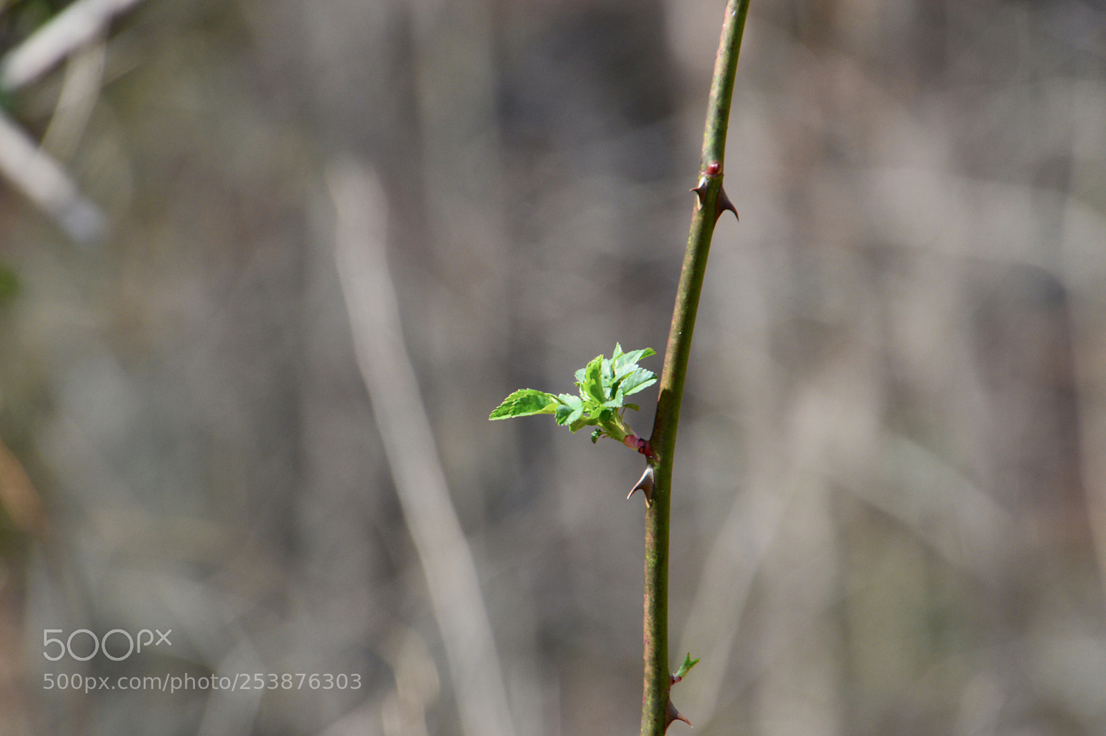 Nikon D3200 sample photo. Finding the sun
 photography