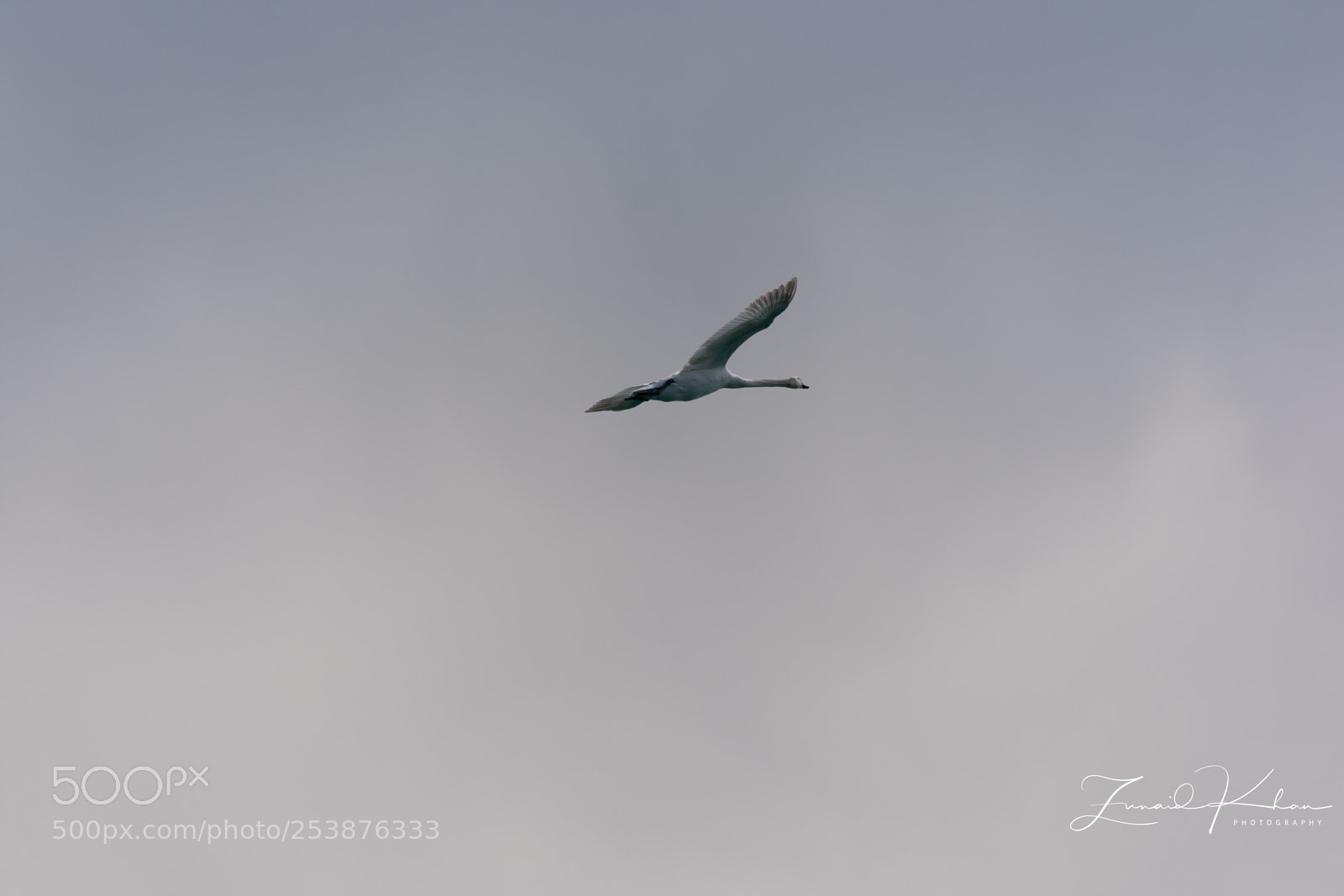 Nikon D3400 sample photo. Swan photography