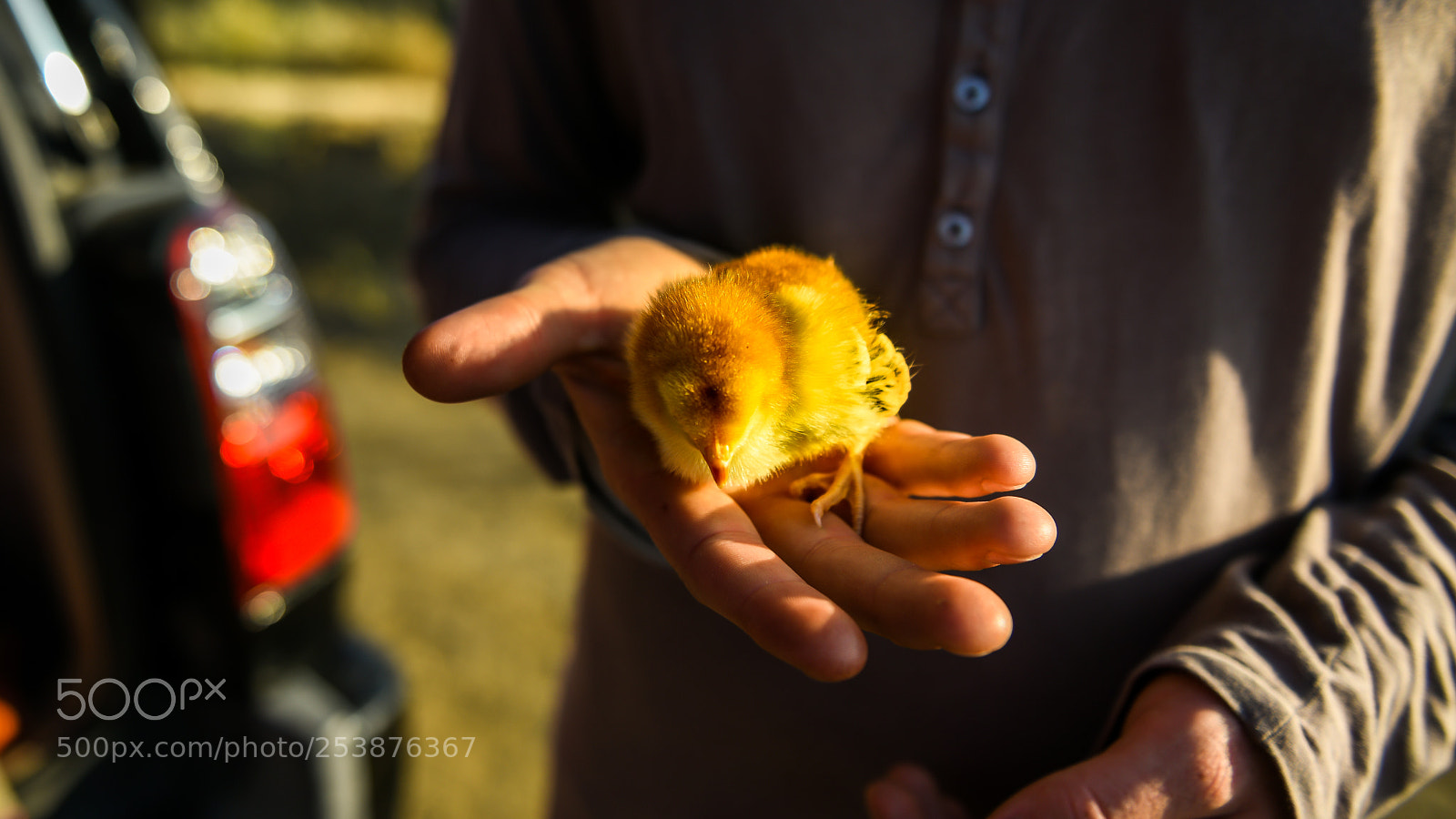 Nikon D810 sample photo. Chick in hand photography