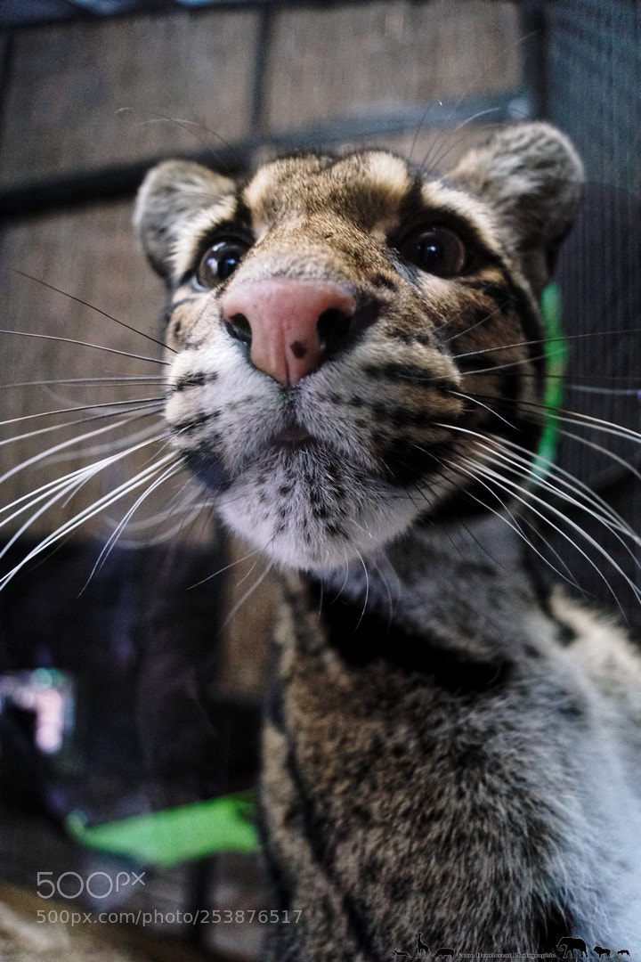 Sony SLT-A68 sample photo. Clouded leopard photography
