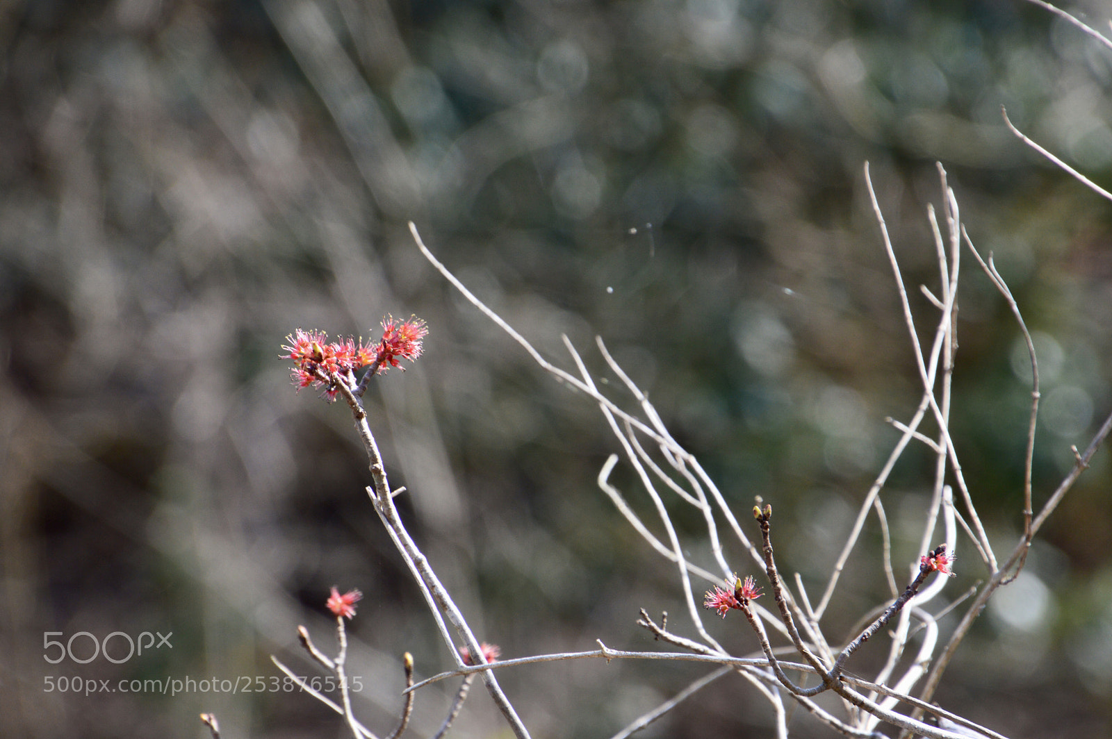 Nikon D3200 sample photo. Red leaves photography