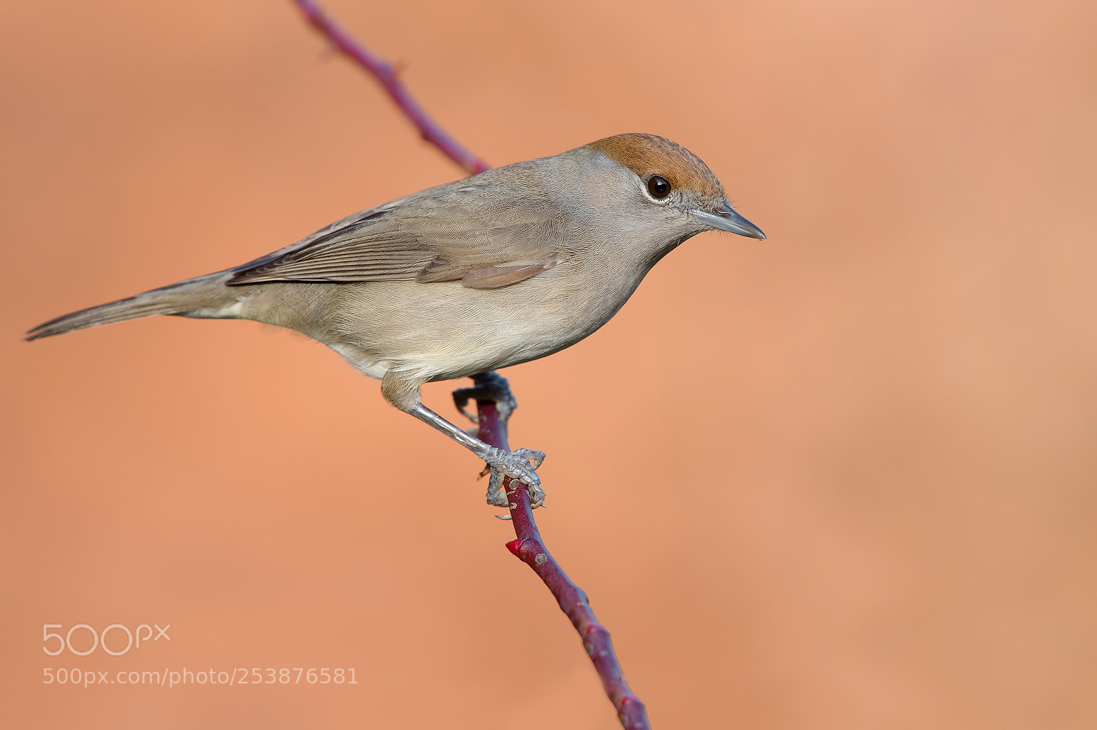 Nikon D850 sample photo. Blackcap photography