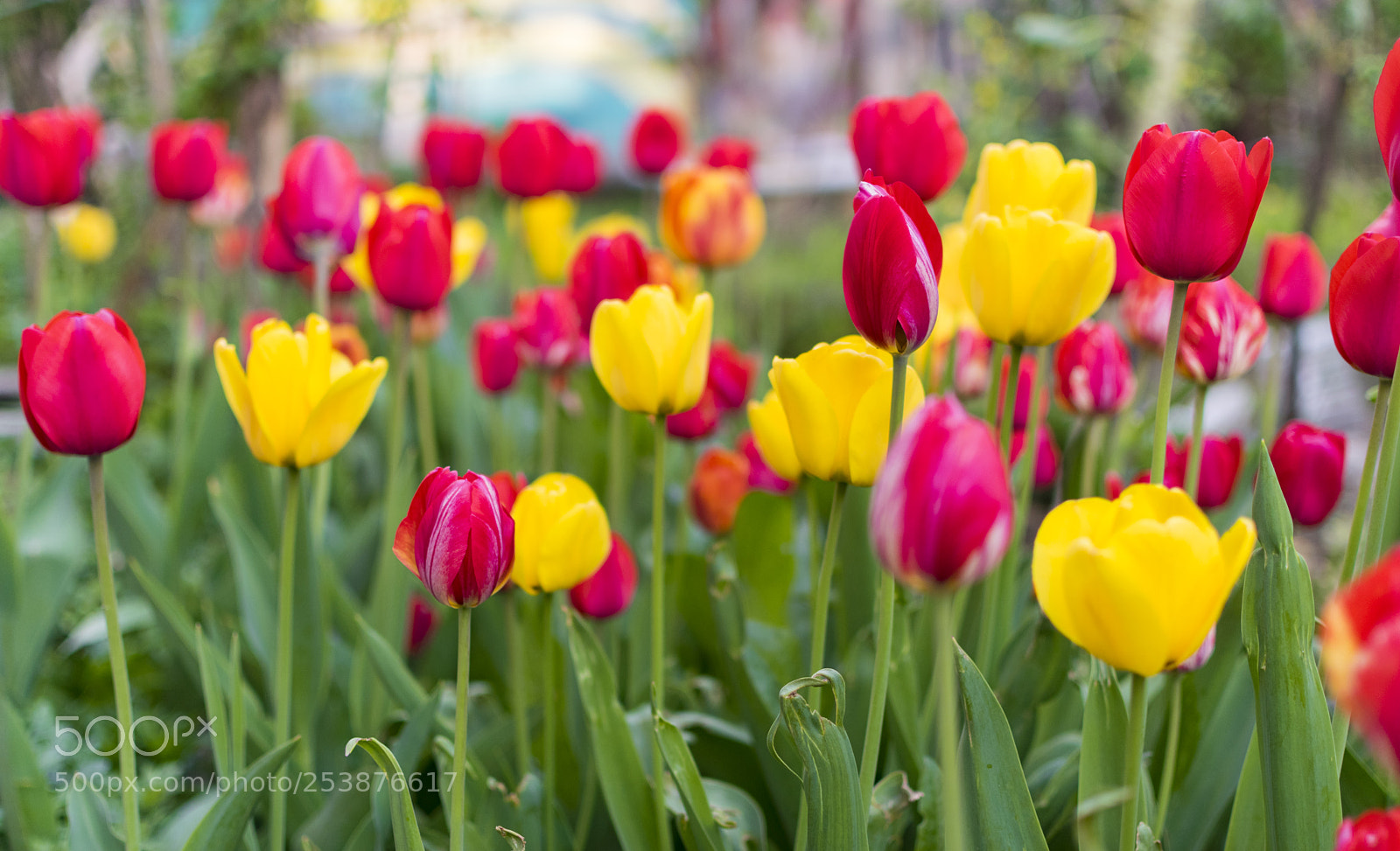 Nikon D3300 sample photo. Lot of red and photography