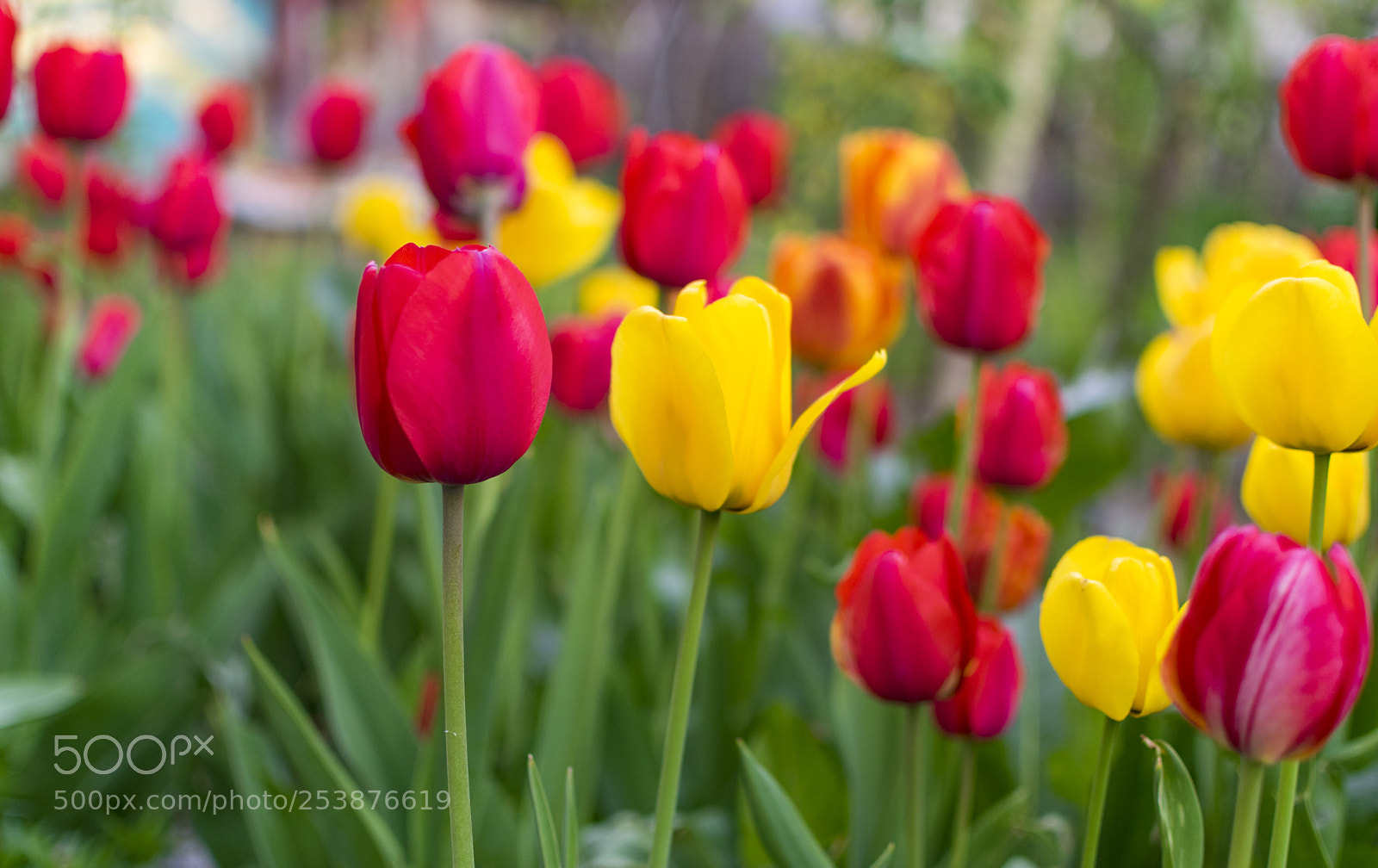 Nikon D3300 sample photo. Lot of red and photography
