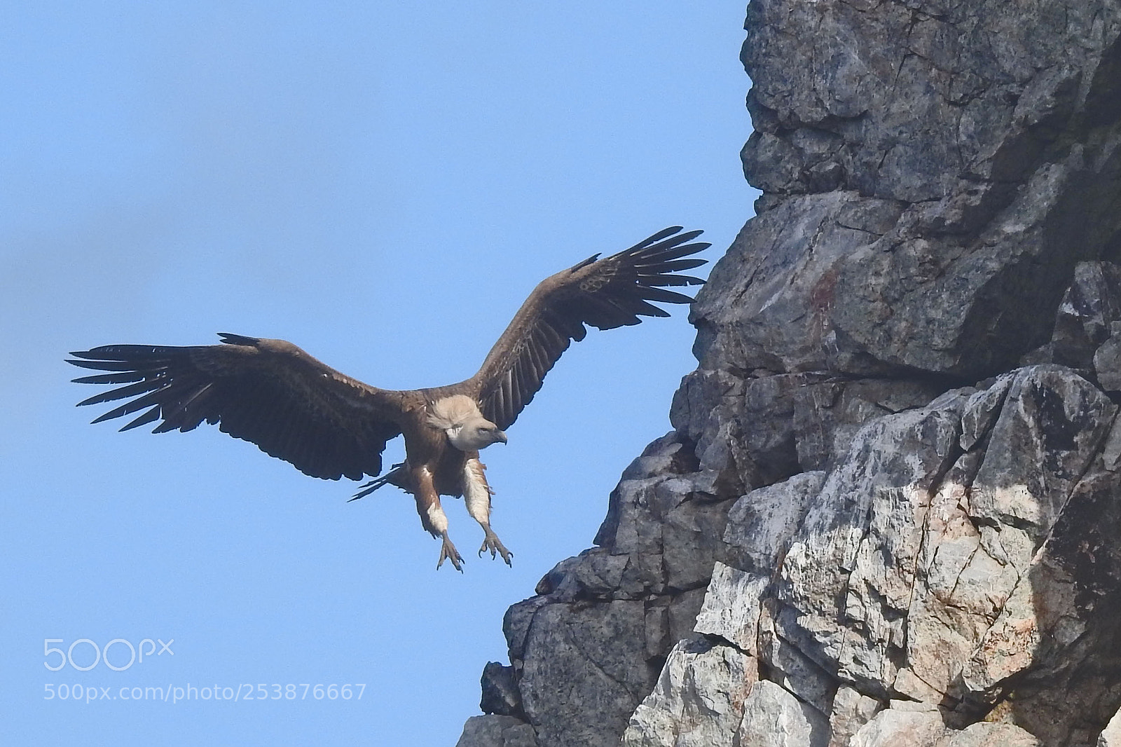 Nikon Coolpix P900 sample photo. Griffon vulture photography