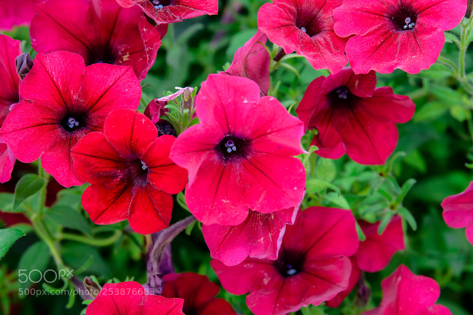 Nikon D850 sample photo. Clustered red petunias photography