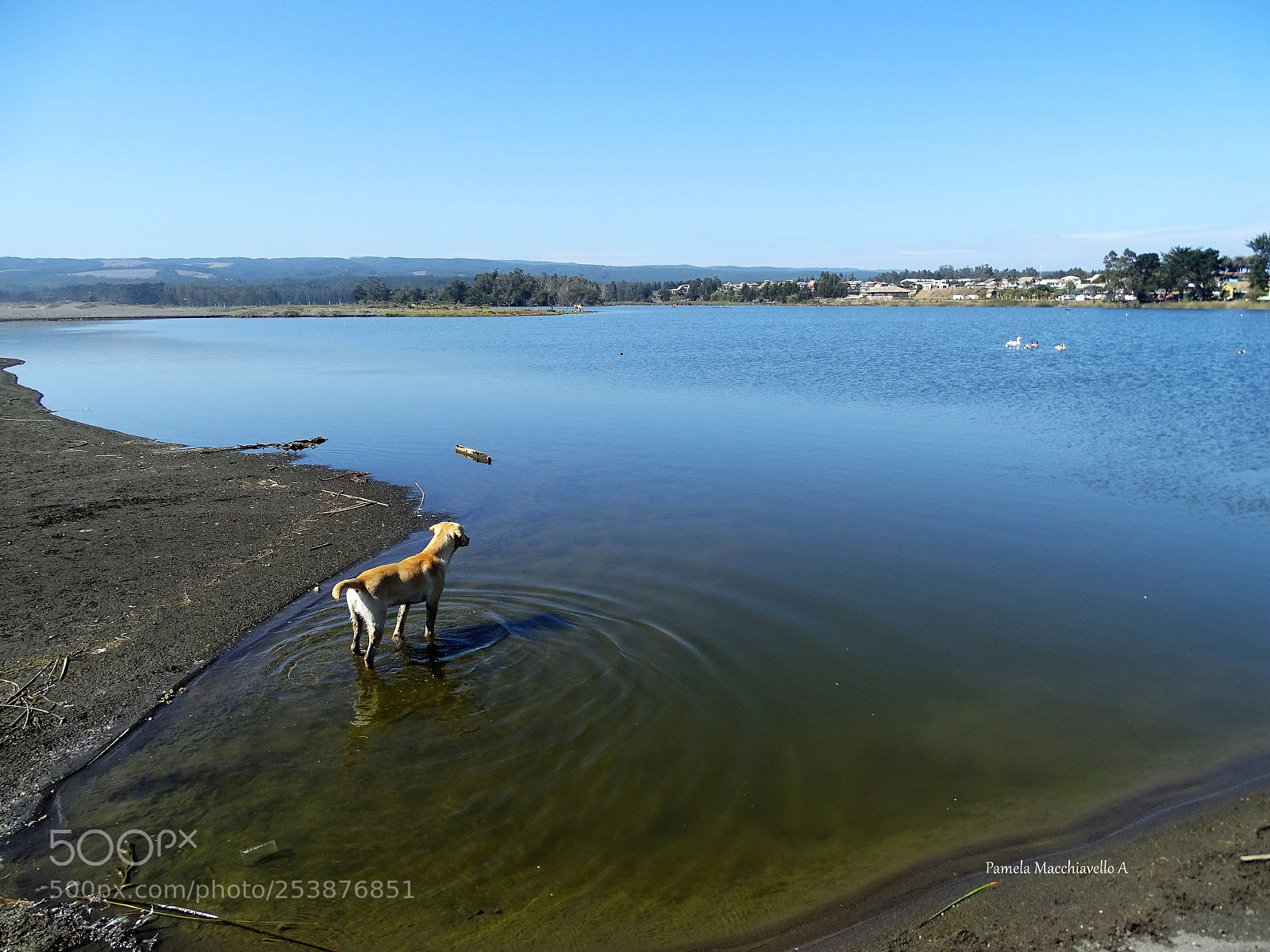 Sony Cyber-shot DSC-HX400V sample photo. Dog looking at swans photography