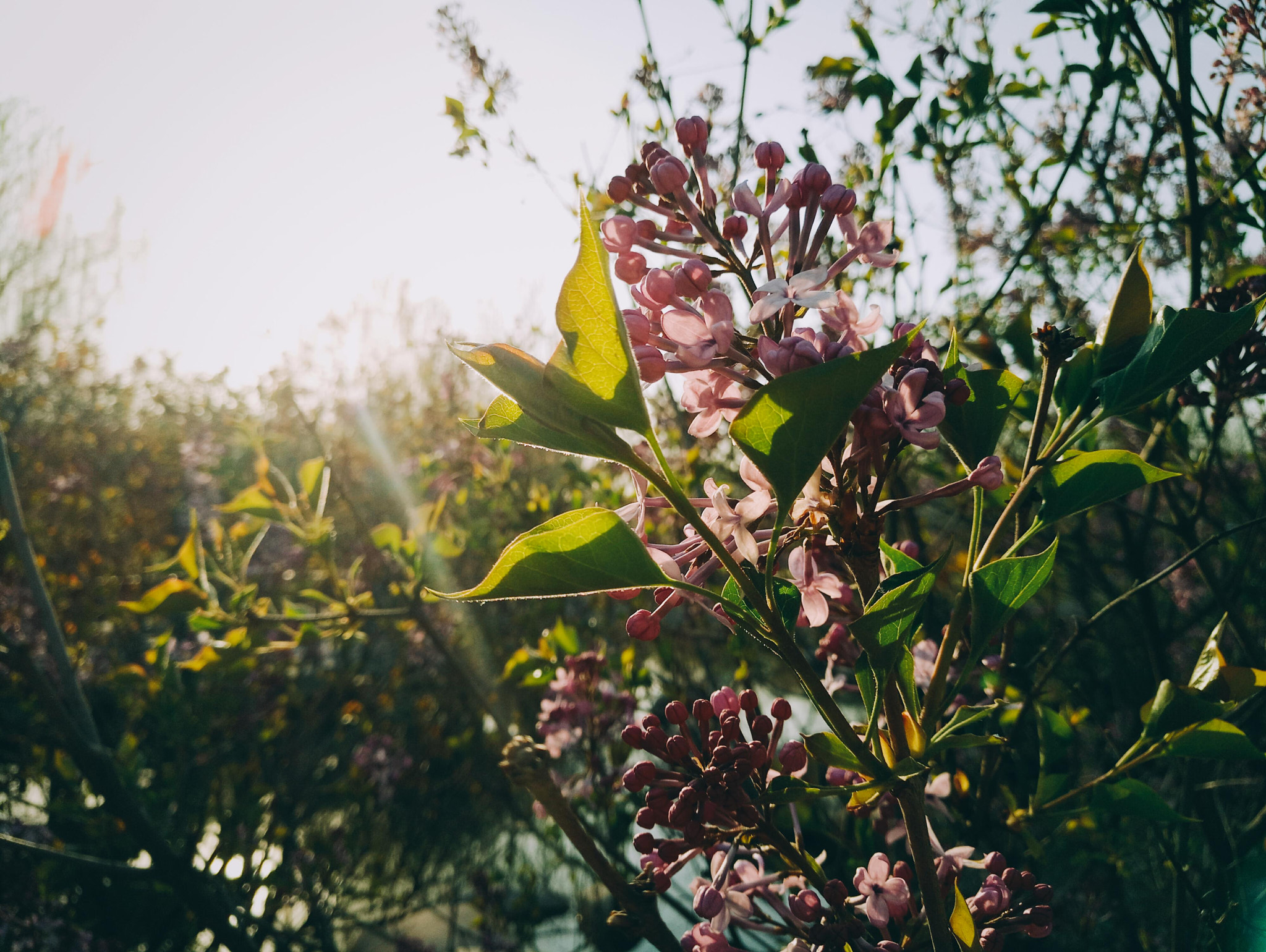 Meizu M3X sample photo