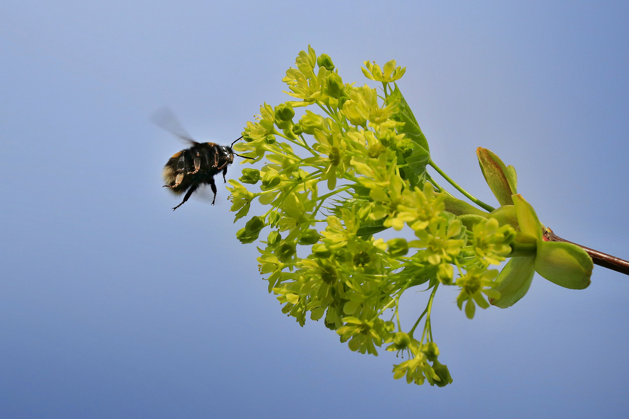 Canon EOS 80D sample photo. Bumble bee photography