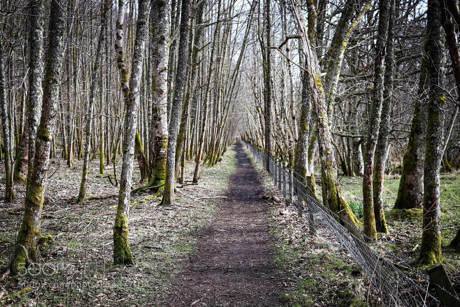 Canon EOS 77D (EOS 9000D / EOS 770D) sample photo. Forest path photography