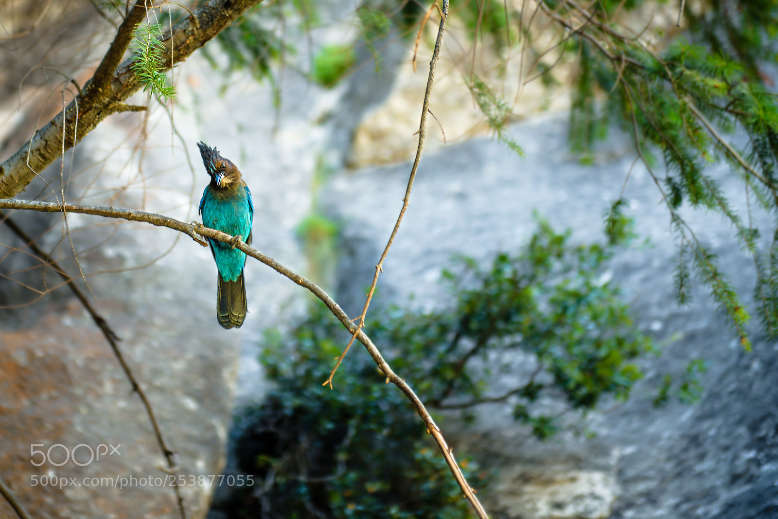 Nikon D810 sample photo. Curious stellars jay bird photography