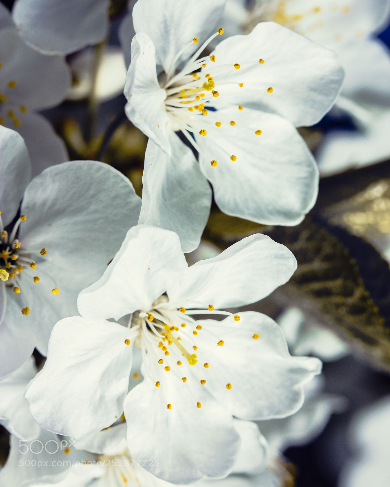 Canon EOS 60D sample photo. Cherry blossom photography