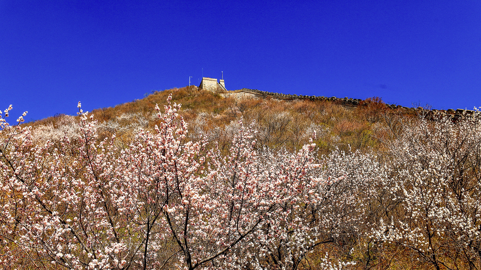 Canon EOS 5D Mark IV sample photo. 待到山花烂漫时 photography