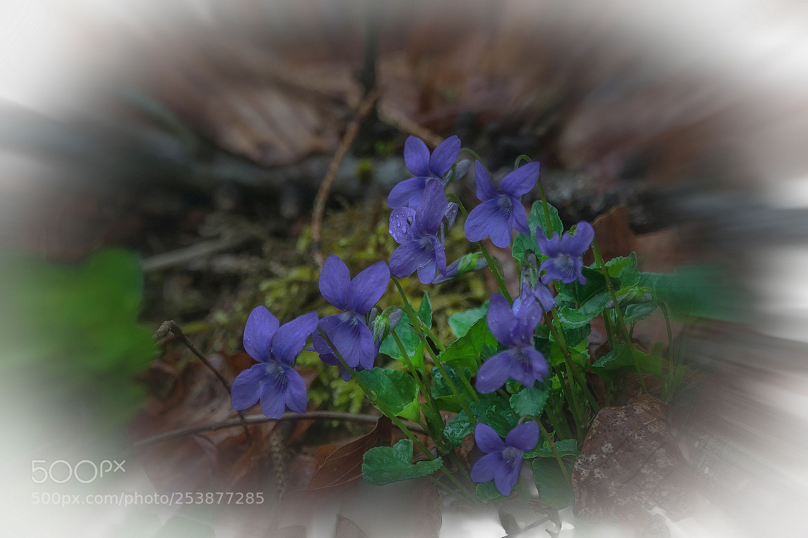Sony Cyber-shot DSC-RX10 III sample photo. Look meets viola odorata photography