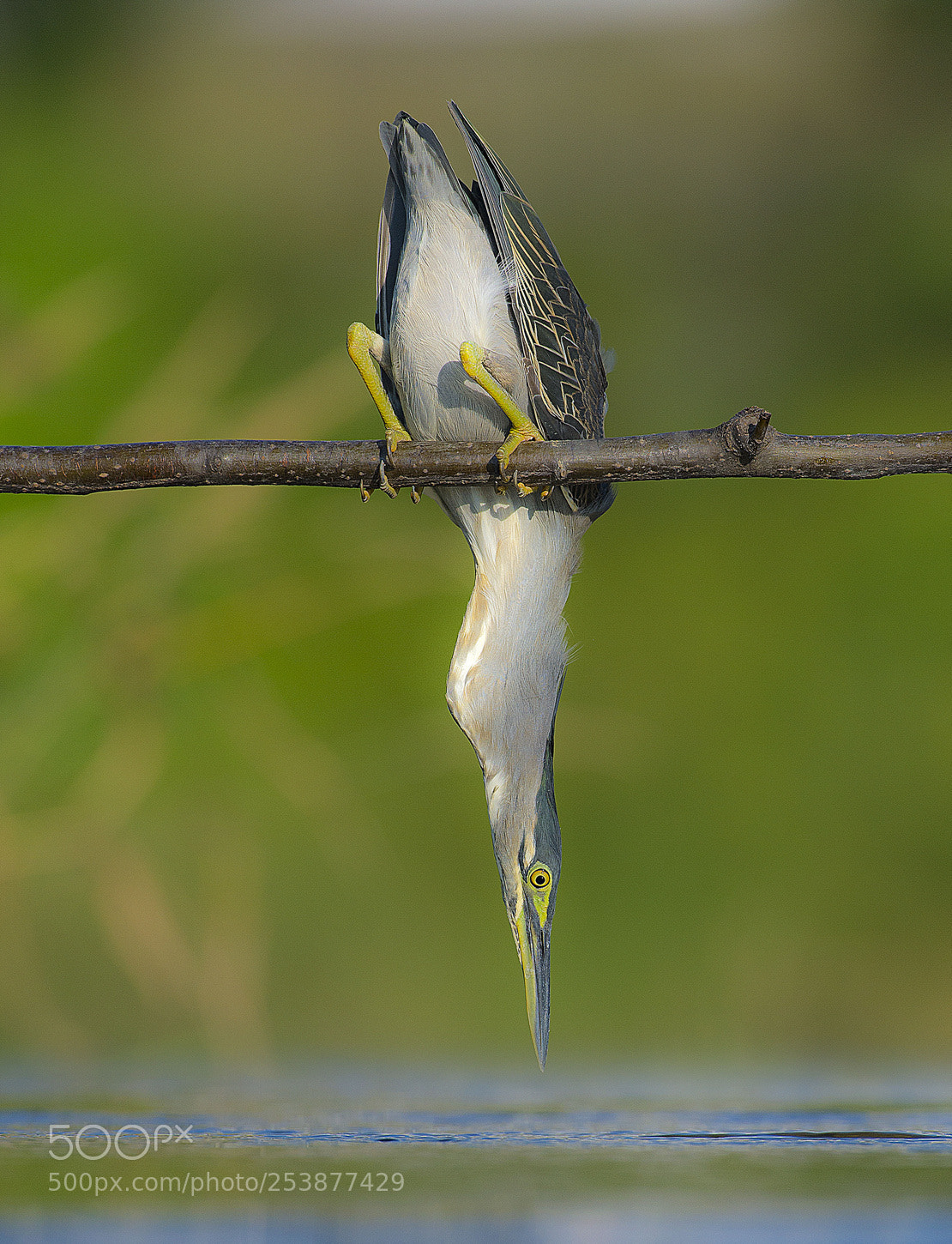 Nikon D4 sample photo. 검은댕기해오라기 photography