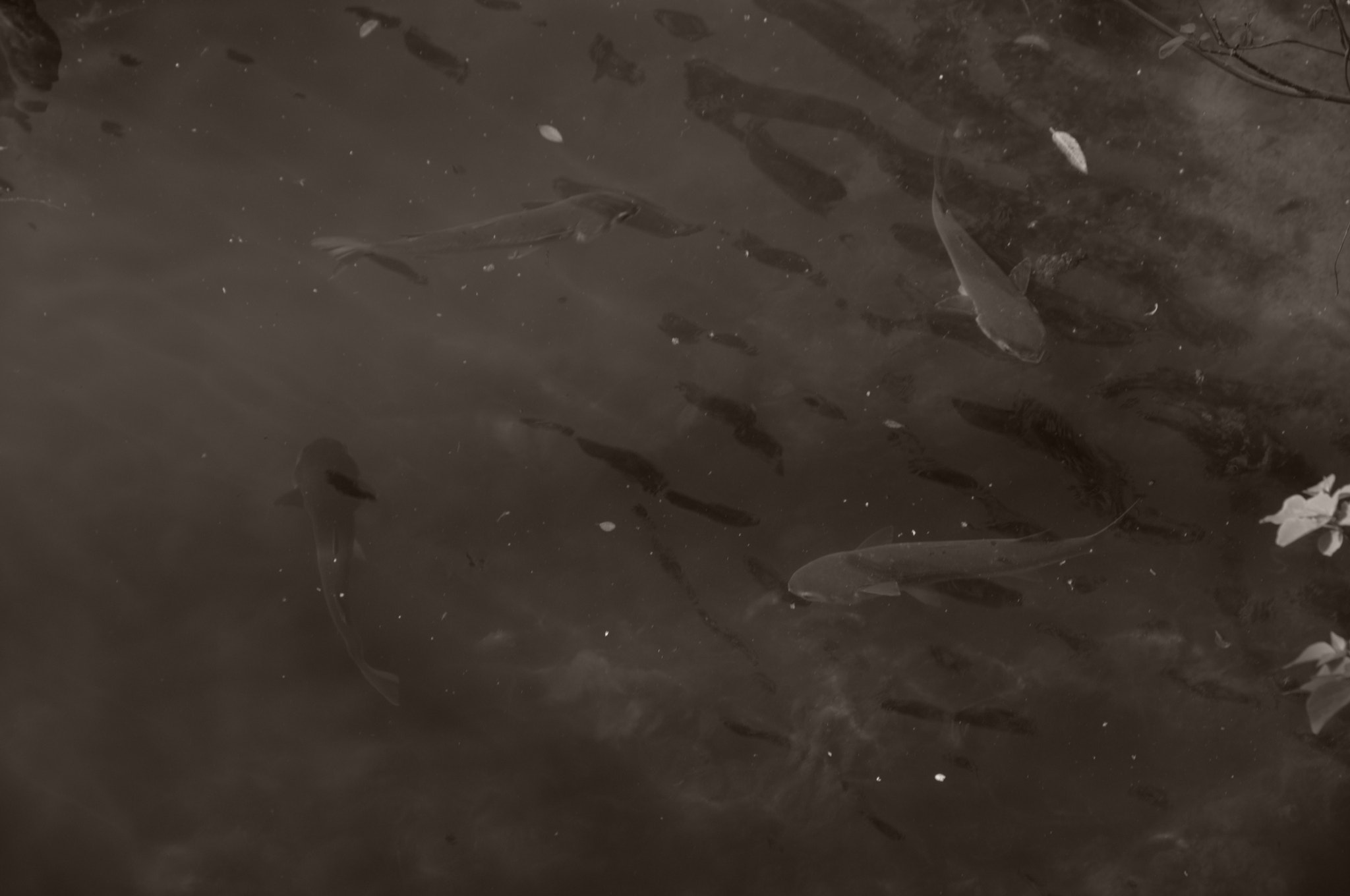 Nikon D300 sample photo. Four fish catch and run photography