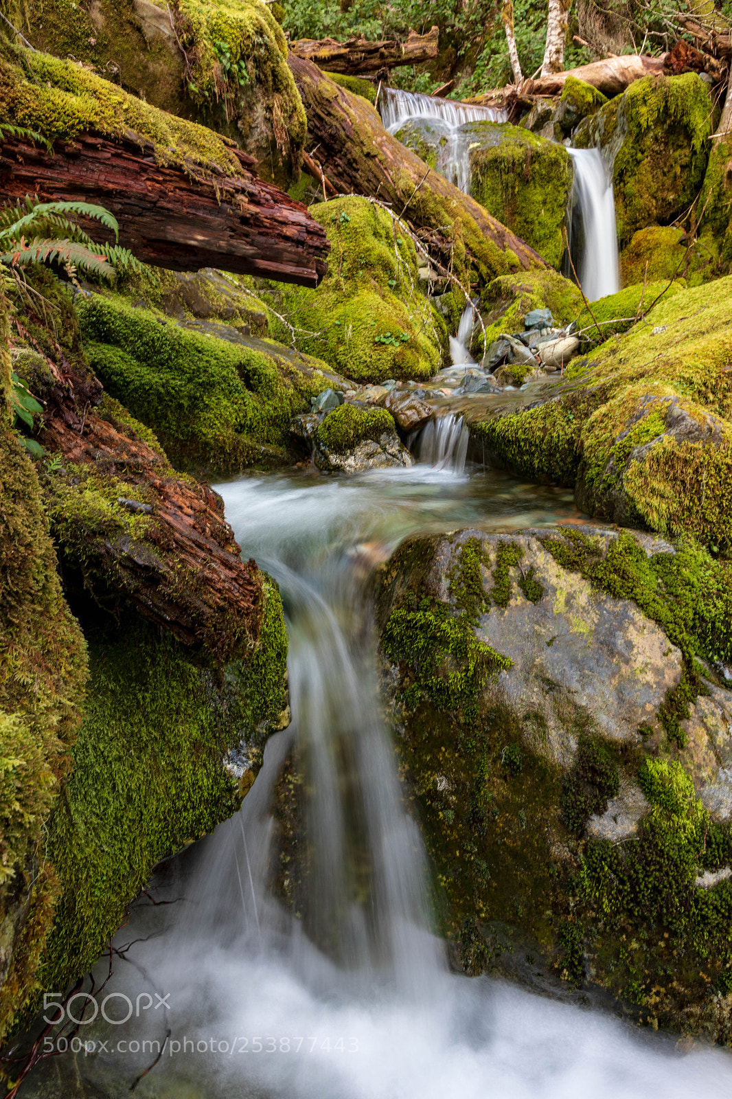Canon EOS 5D Mark IV sample photo. Mossy stream photography