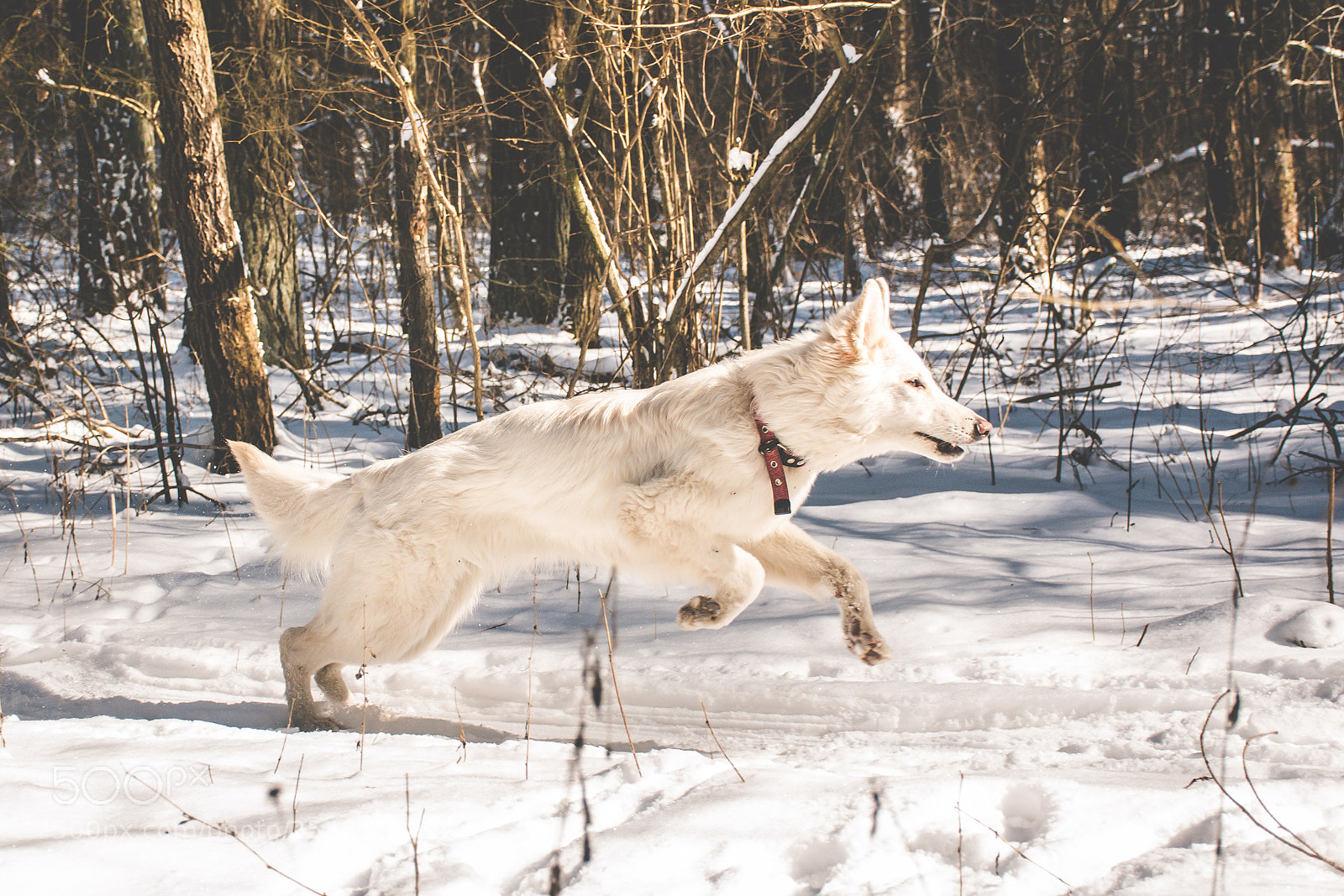 Nikon D7200 sample photo. Berger blanc suisse photography