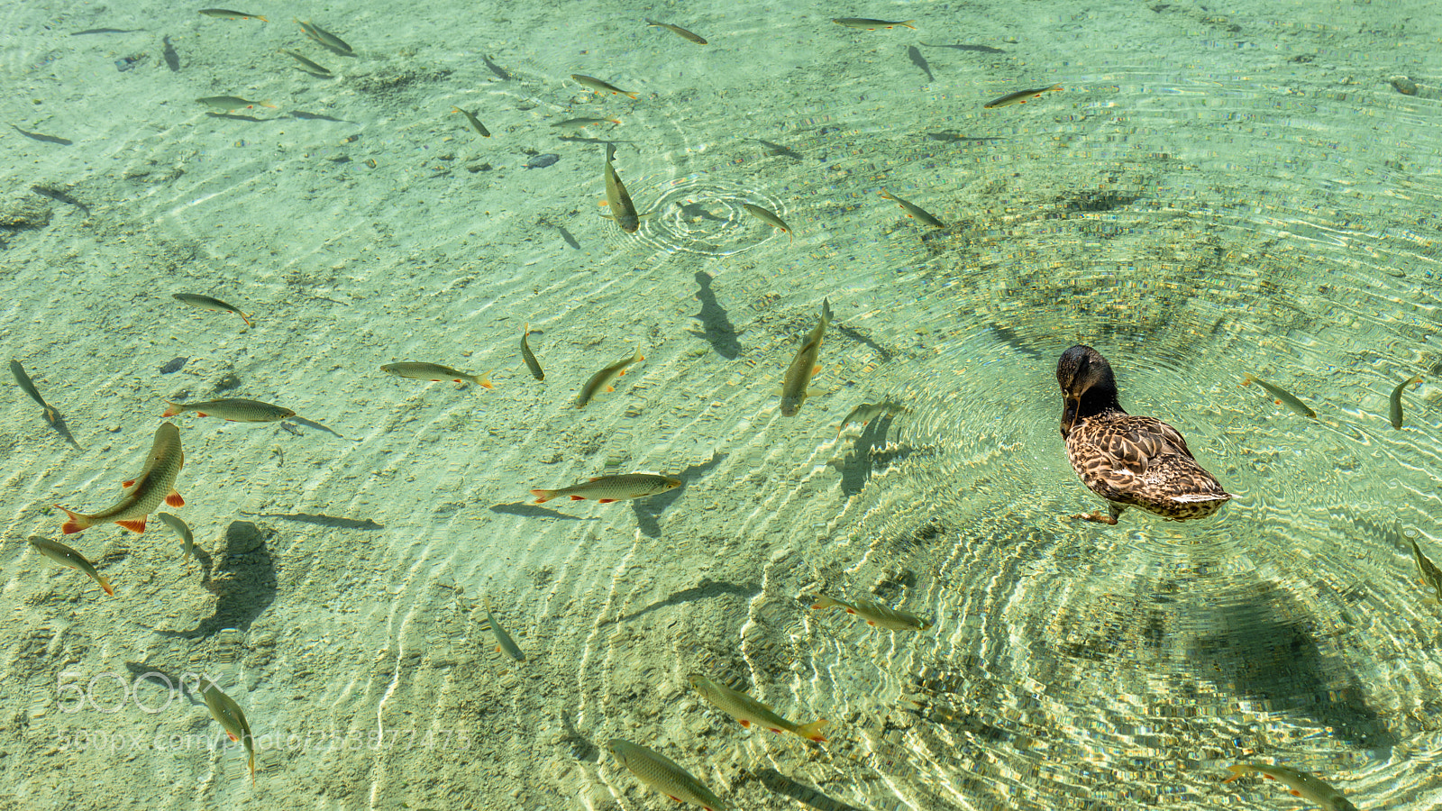 Nikon D810 sample photo. Duck surrounded by fishes photography