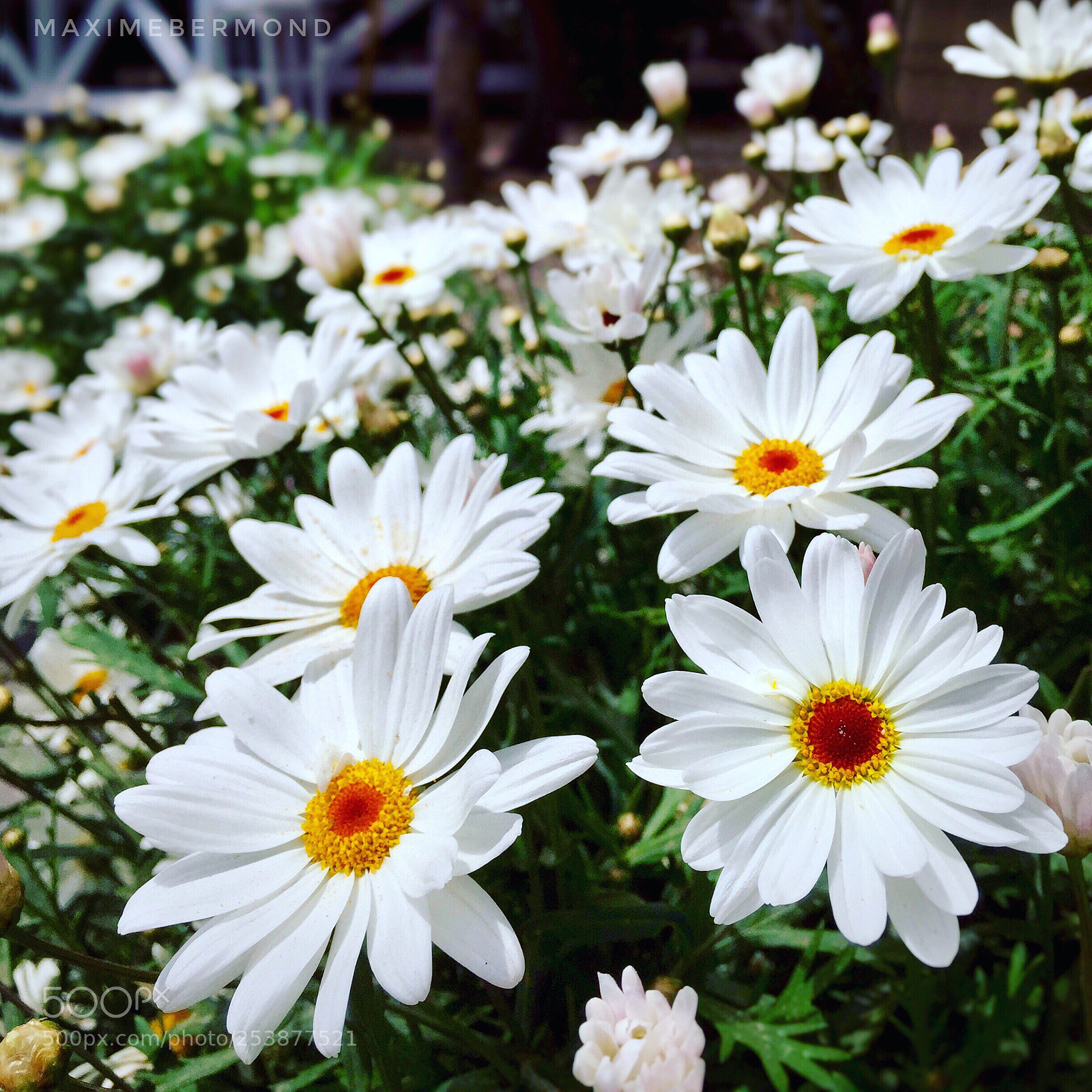 Apple iPhone 6 sample photo. Margherita non lo sa photography