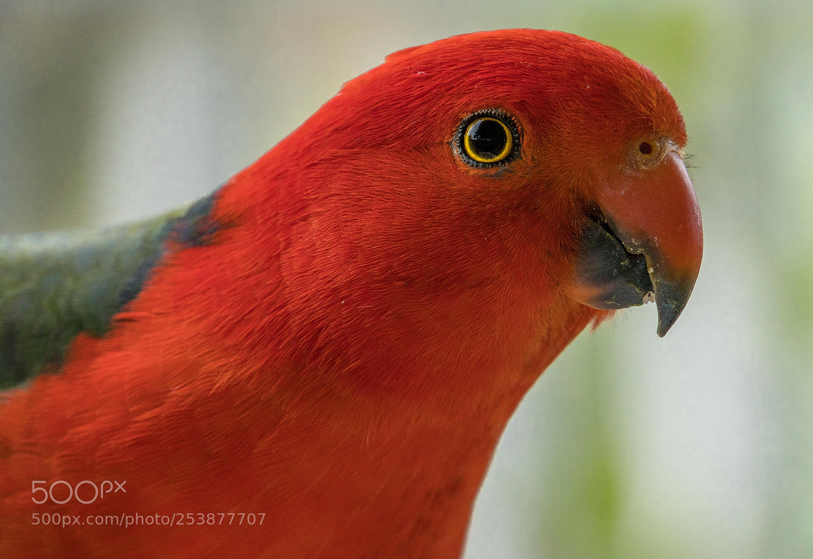 Sony a6500 sample photo. King parrot photography