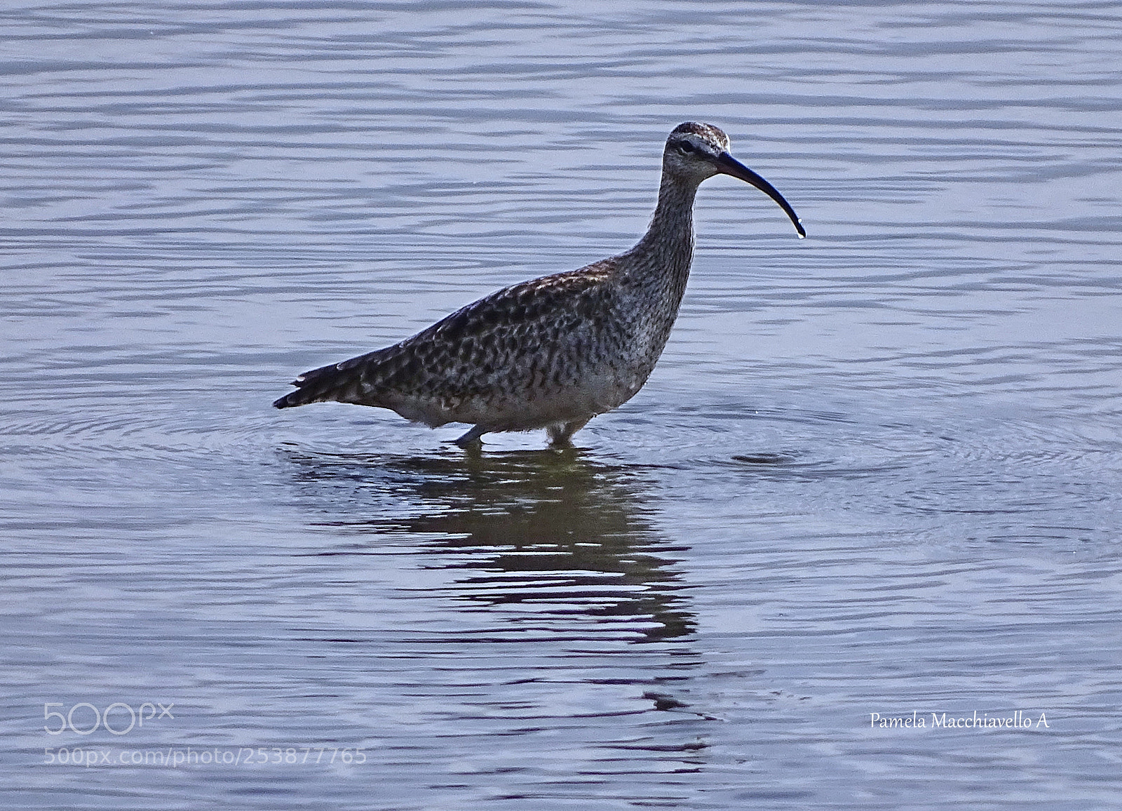 Sony Cyber-shot DSC-HX400V sample photo. Curlew (zarapito) photography